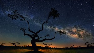 درخت کهکشان